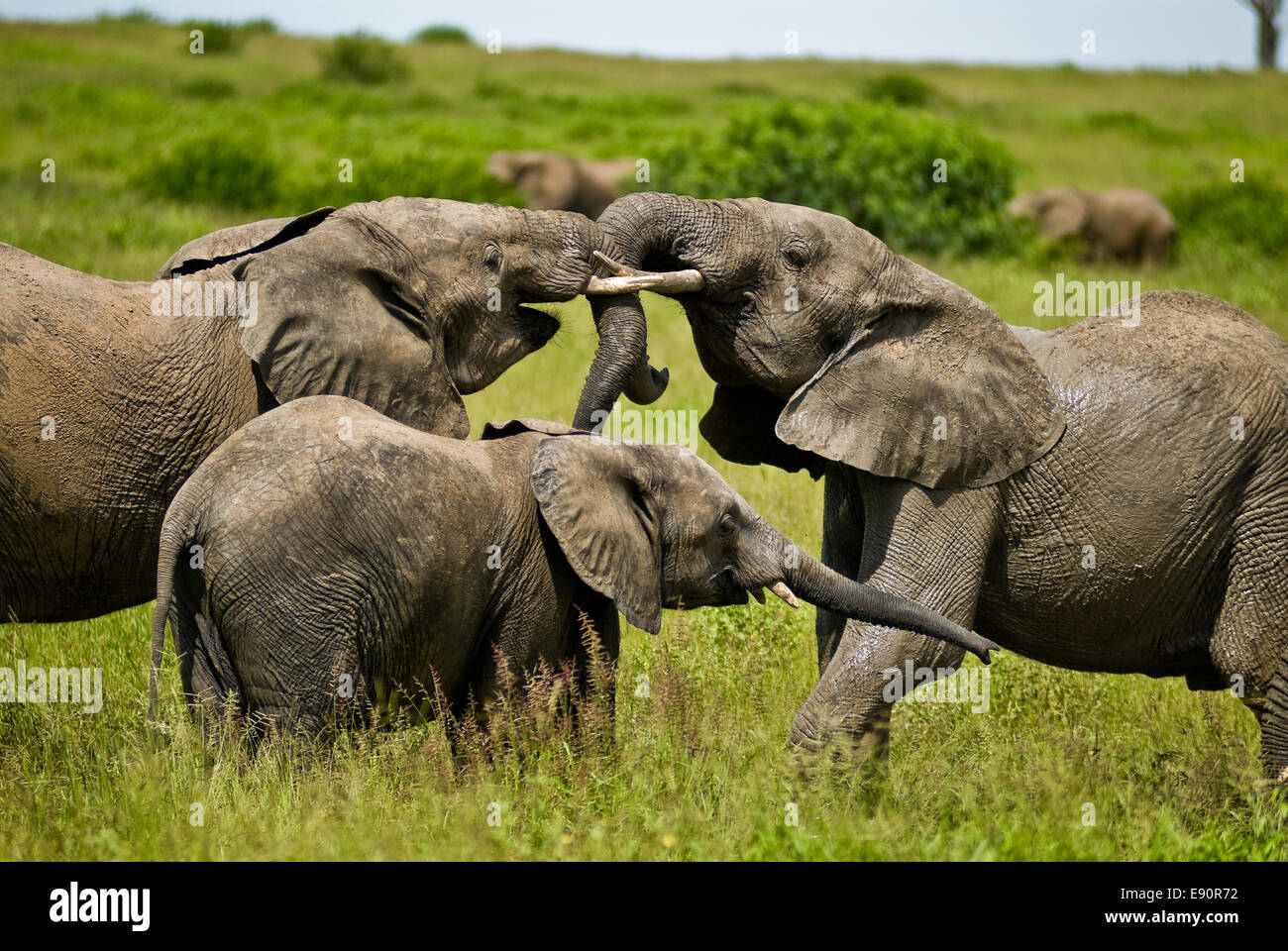 Elefanten Stockfoto