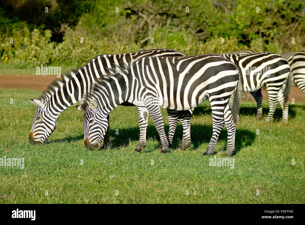 Zebras Stockfoto