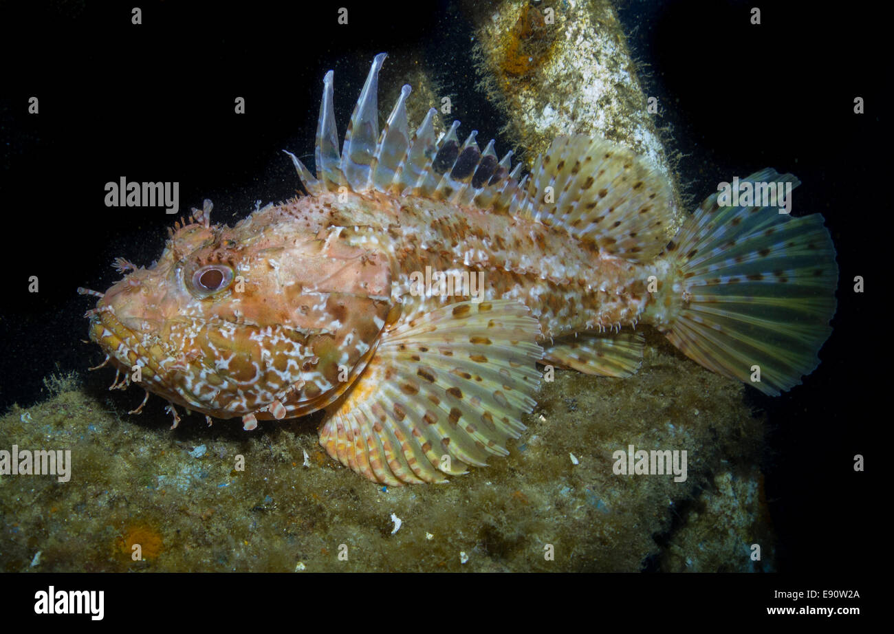 Drachenköpfe, Drachenköpfe, Scorpaena Scrofa, close-up bilden das Mittelmeer. Stockfoto