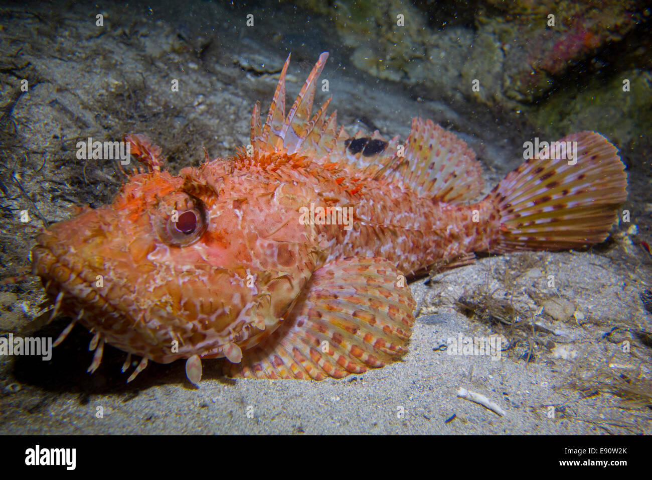 Porträt eines Fisches Red Scorpion, Scorpaena Scrofa, in Malta, Mittelmeer genommen. Stockfoto