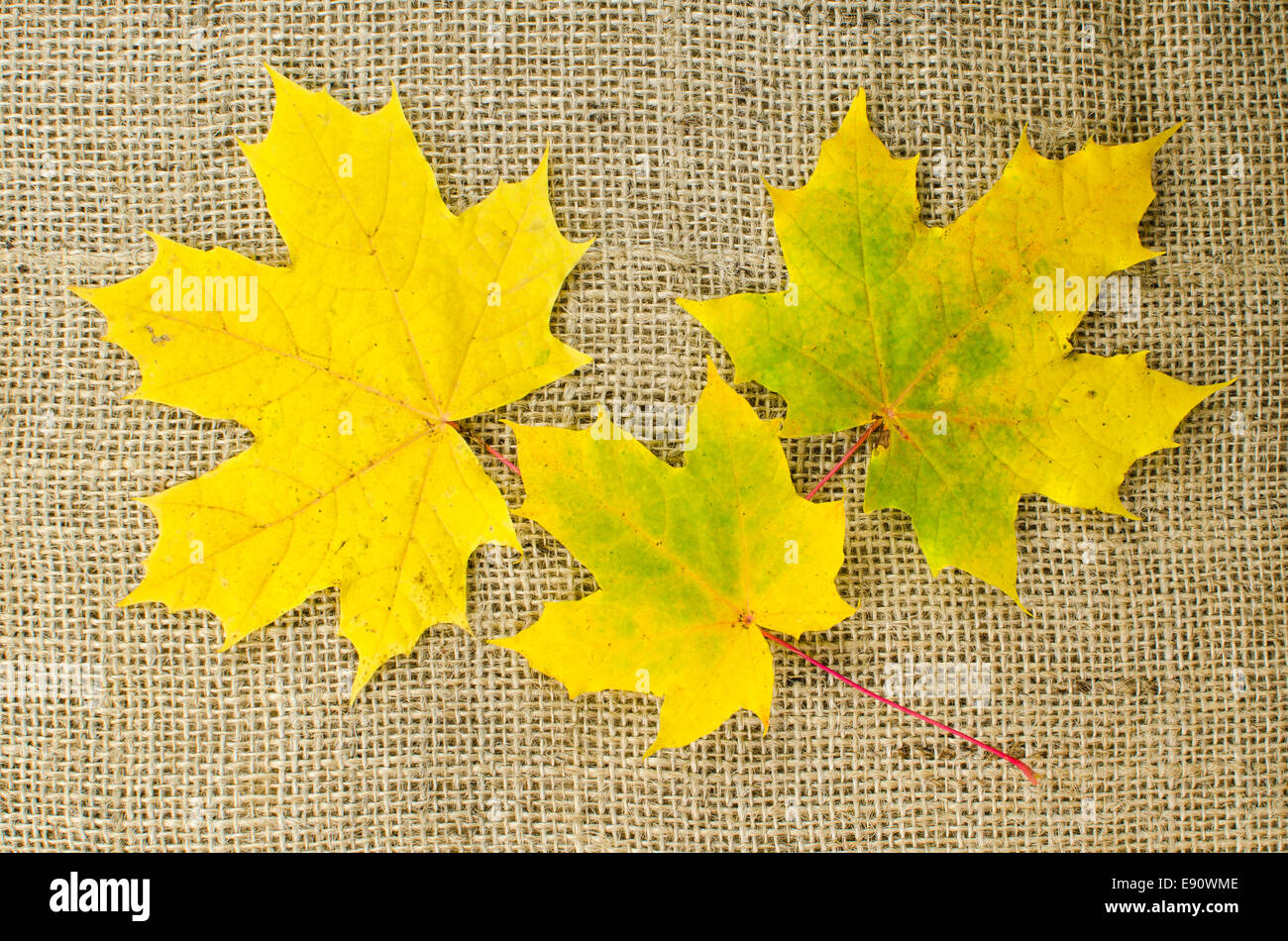 Maole Blätter im Herbstfarben auf eine Leinwand-Oberfläche Stockfoto