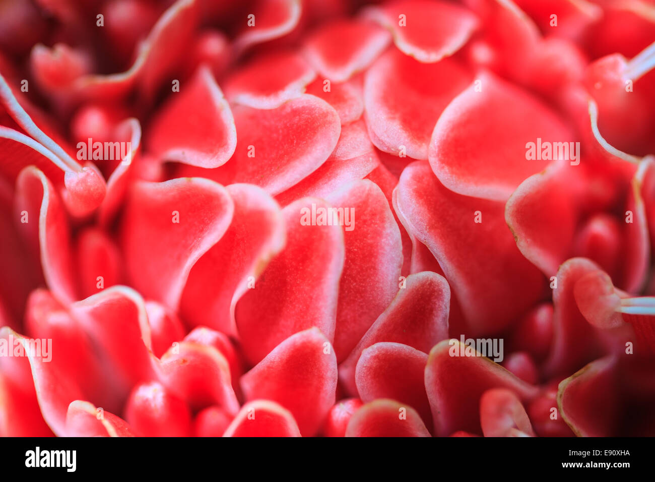 Blumen aus Thailand, Etlingera Elatior oder rote Fackel Ingwer Stockfoto