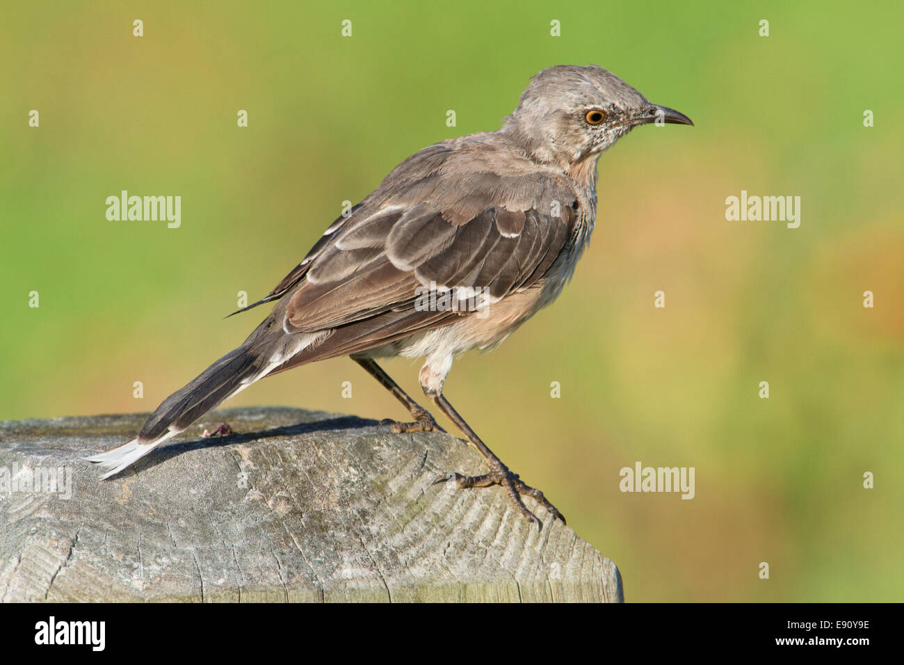 Zerzaust nördliche Spottdrossel (Mimus Polyglottos) Stockfoto