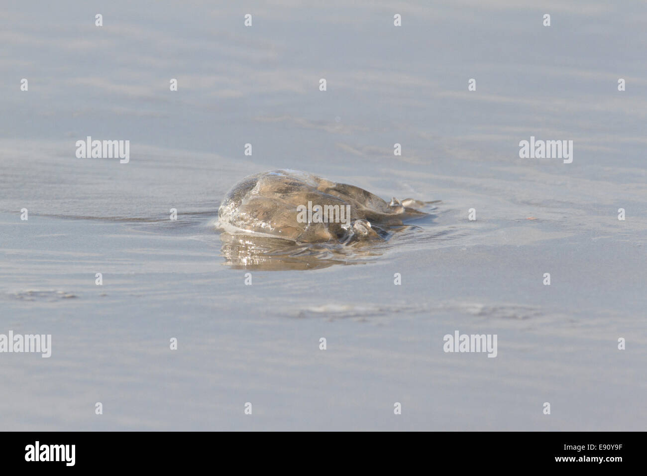 Quallen an den Strand gespült. Stockfoto