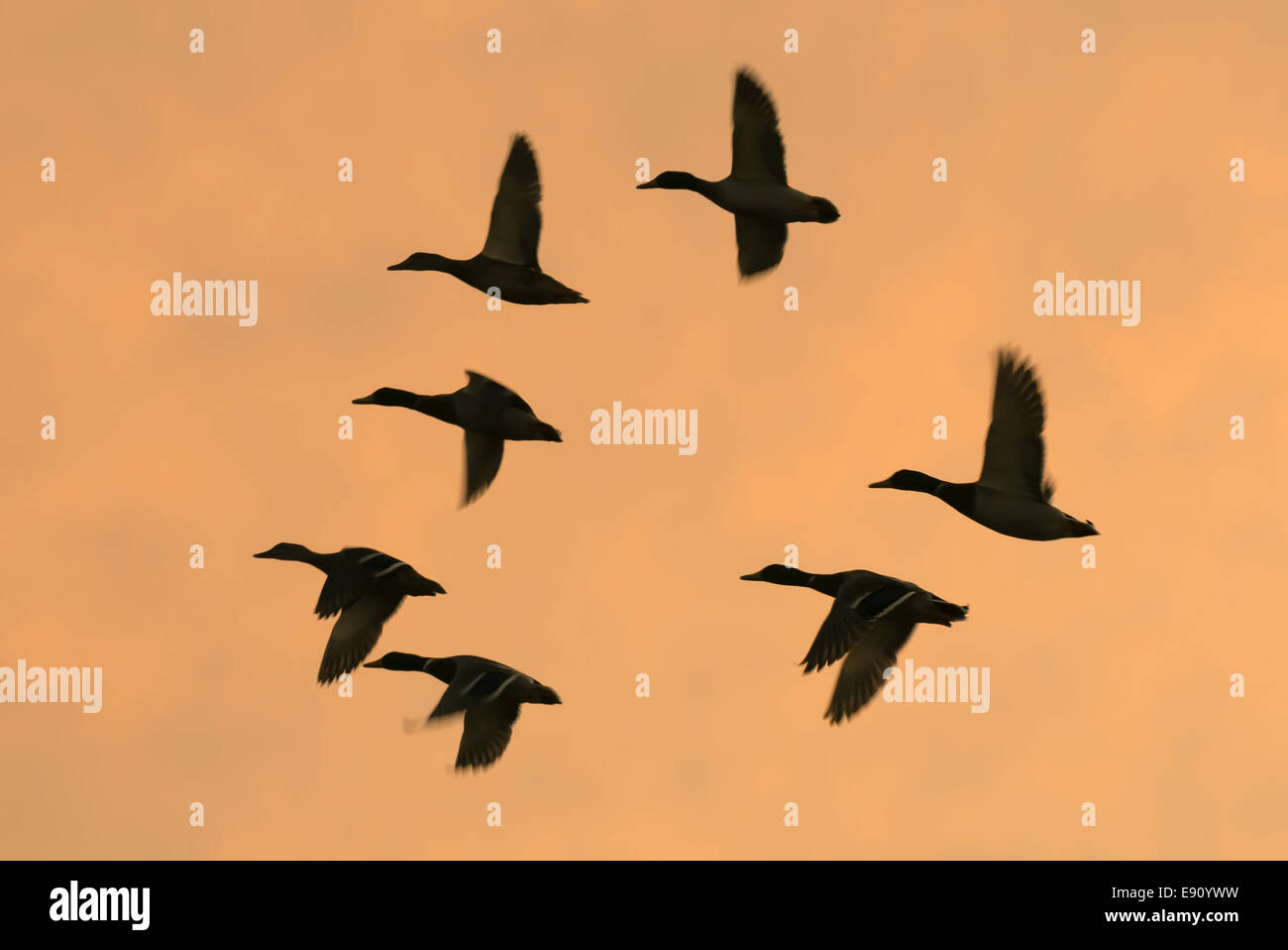 kleine Herde von Enten in der Silhouette eine Orange Sky Stockfoto