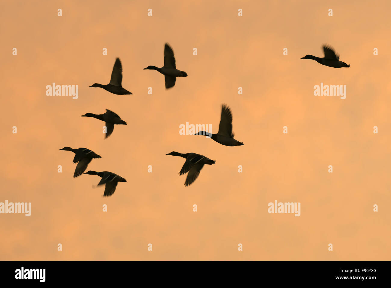 Herde von Enten in der Silhouette eine Orange Sky Stockfoto