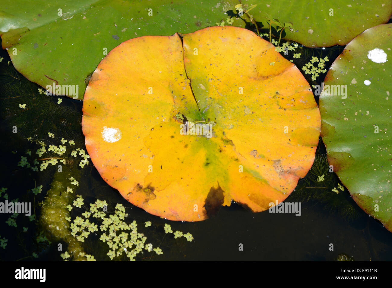 Vergilbung und verfallenden Blatt der Seerose im Teich Stockfoto
