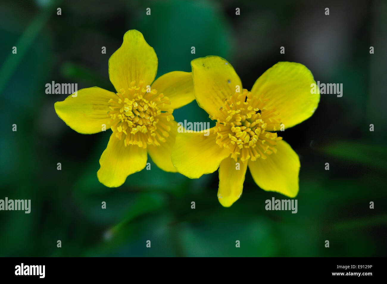 Marsh Marigold Blumen in voller Blüte. Dorset, UK Mai 2012 Stockfoto