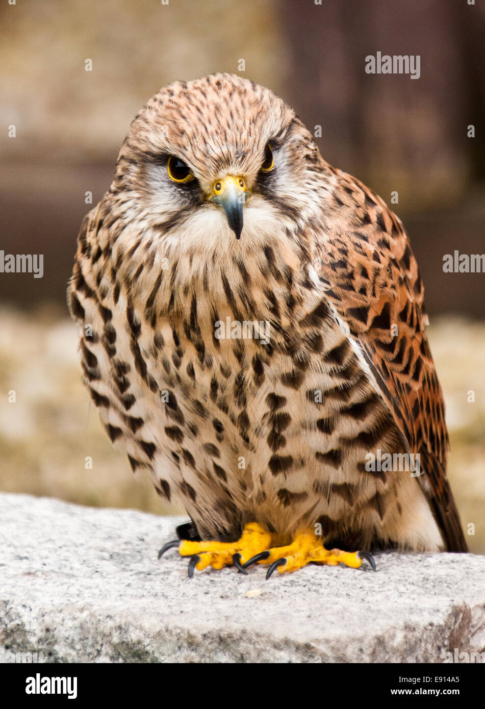 Turmfalken, Europäische Turmfalke Stockfoto