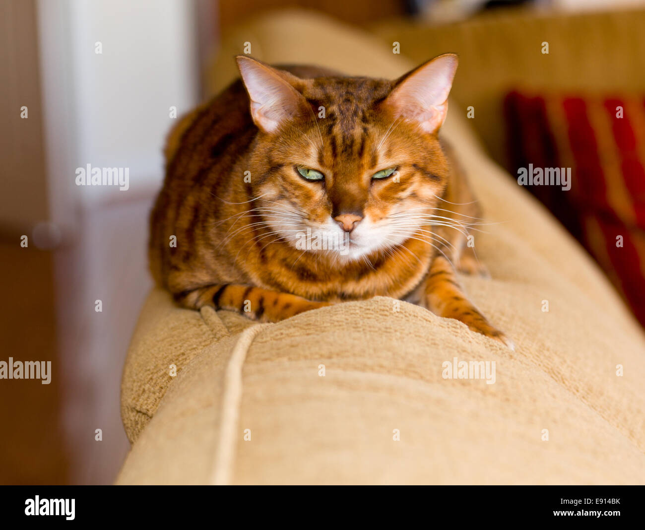 Bengal Kitten mit mittleren starren Stockfoto