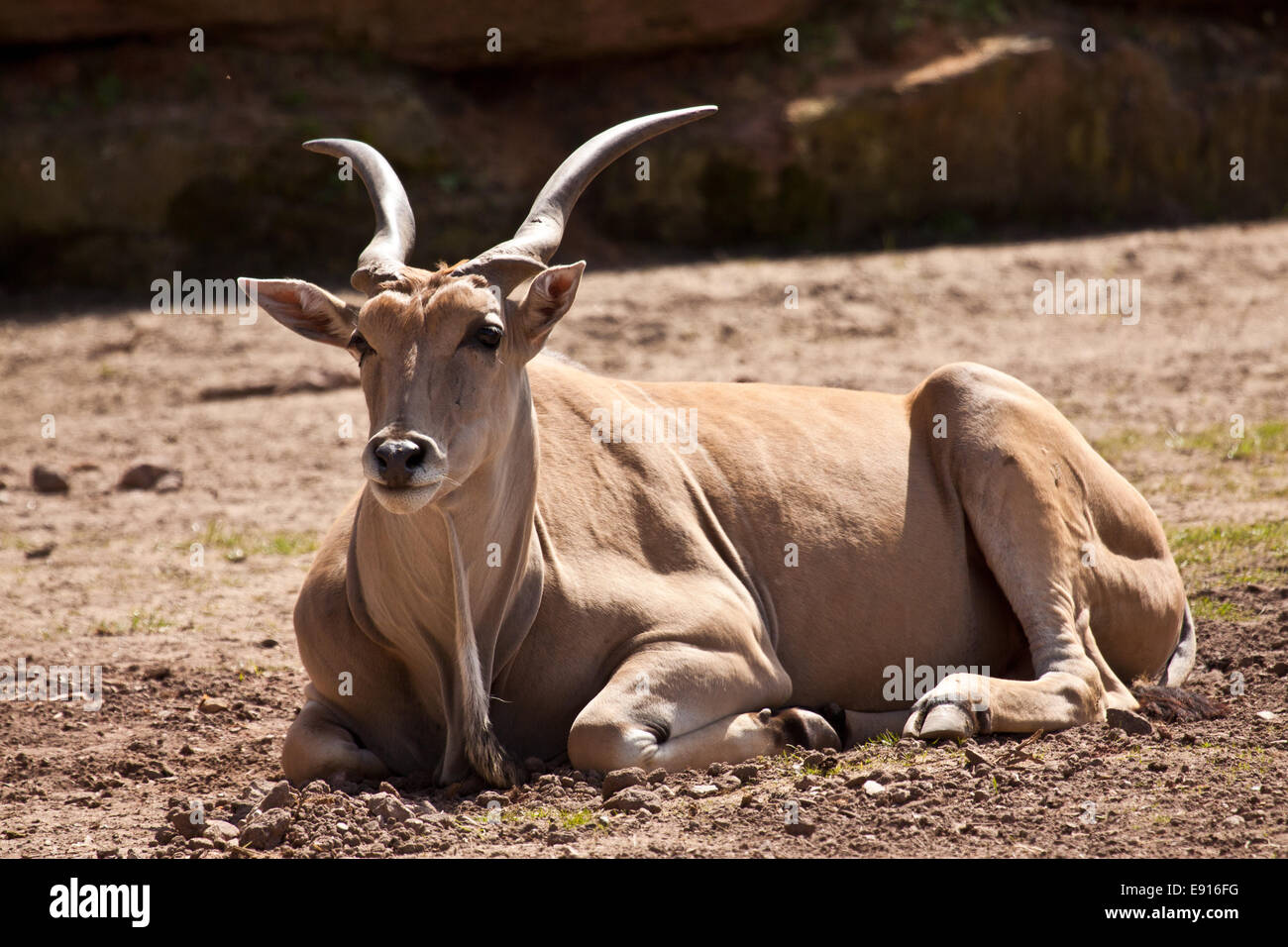 Gemeinsame Eland (Tauro Oryx) Stockfoto
