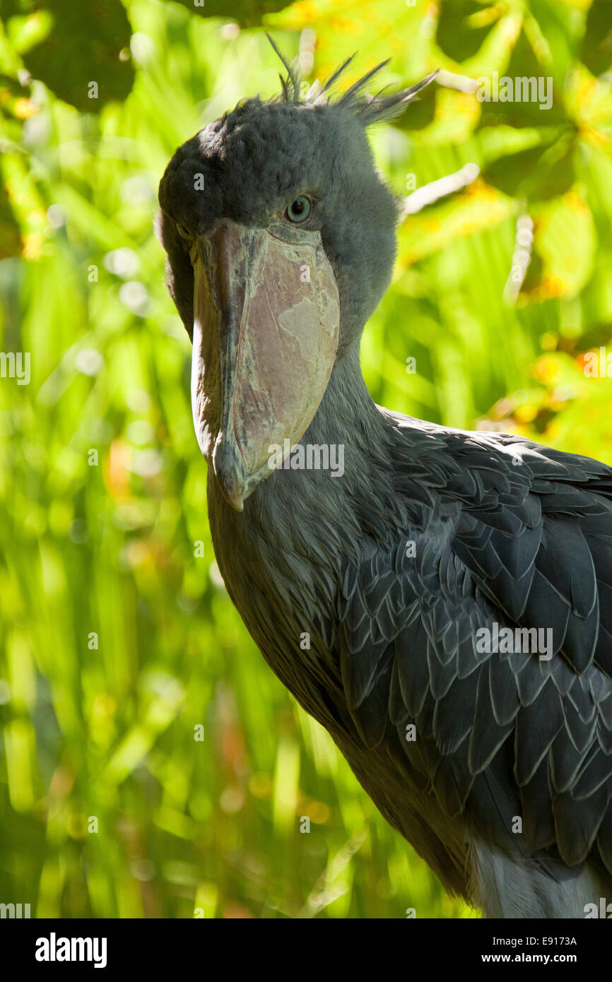 Schuhschnabel, Whalehead Stockfoto