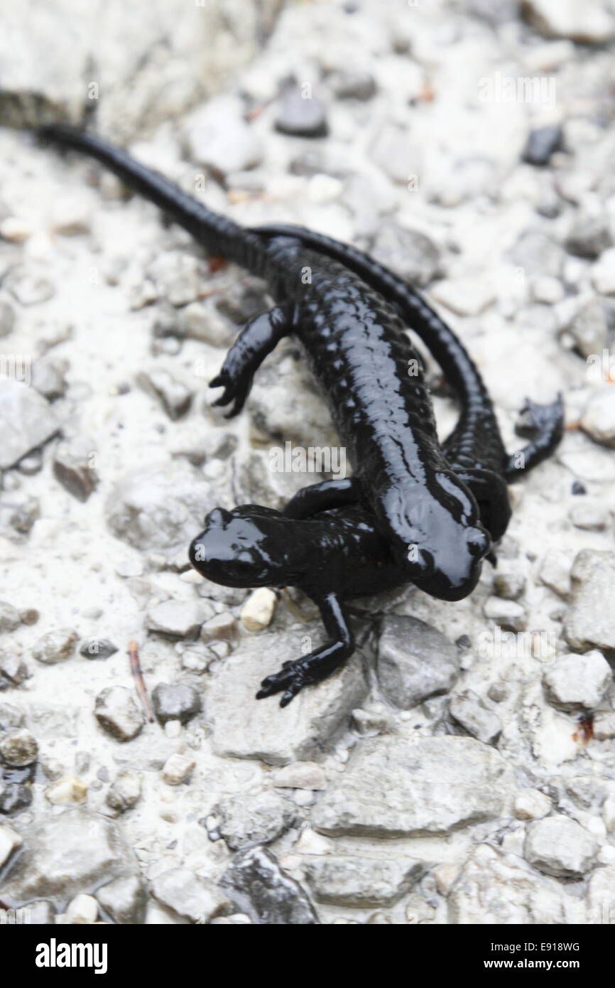 Alpen Salamander Stockfotos und -bilder Kaufen - Alamy