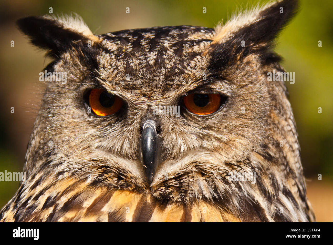 Eurasische Adler-Eule (Bubo Bubo) Stockfoto