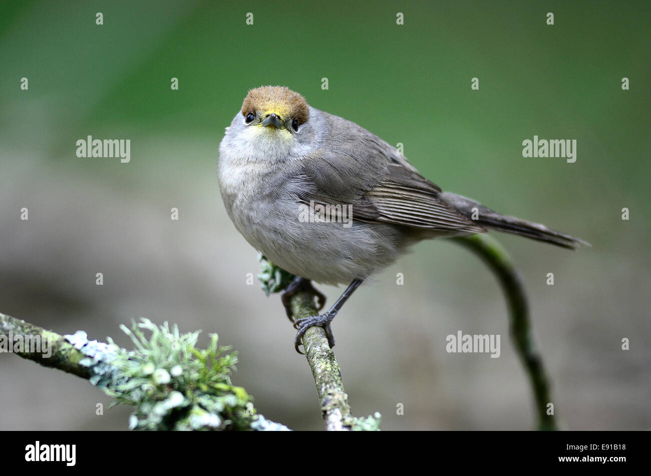 Weibliche Mönchsgrasmücke im Frühjahr. Dorset, UK April 2013 Stockfoto