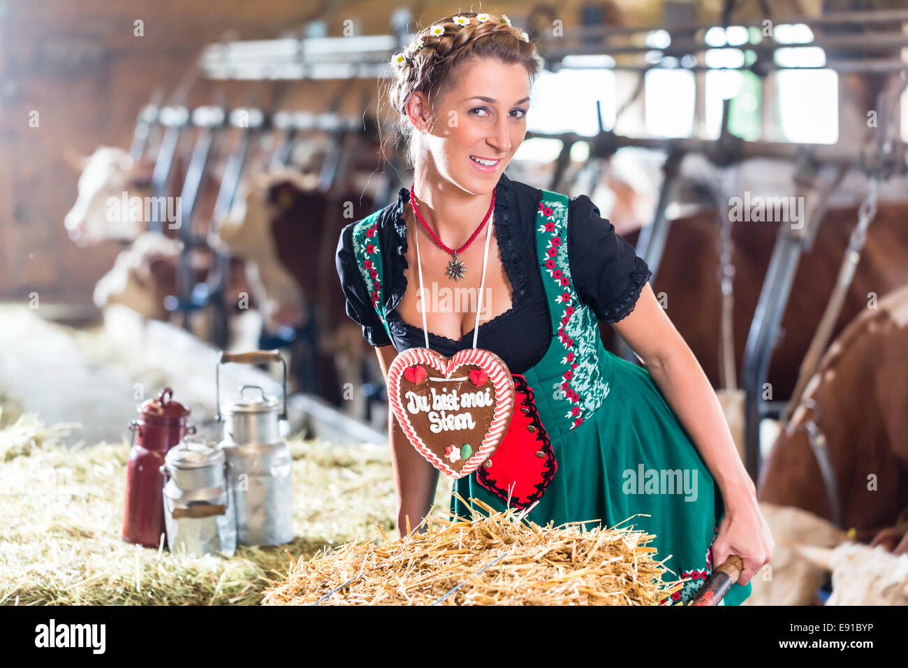 Bayerische Frau fahren Pushcard mit Heuballen und deutsche Lebkuchen durch Kuhstall Stockfoto