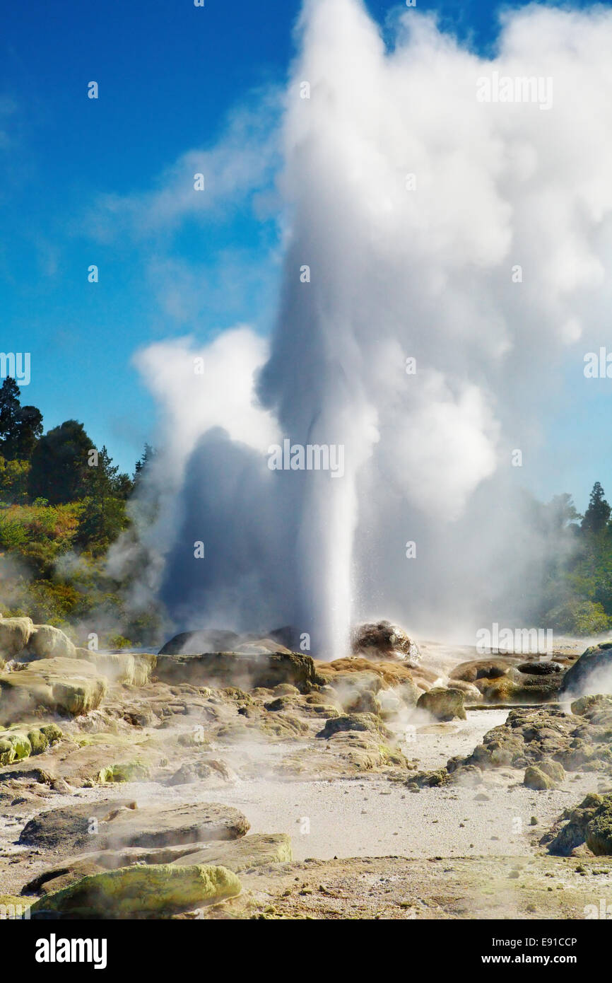 Ausbruch von Pohutu Geysir, Rotorua, Neuseeland Stockfoto