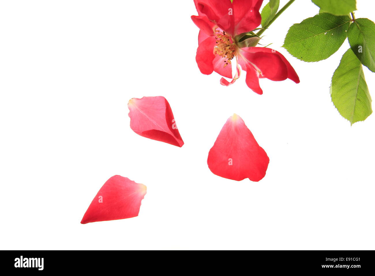 rote rose mit fallenden Blütenblätter Stockfoto