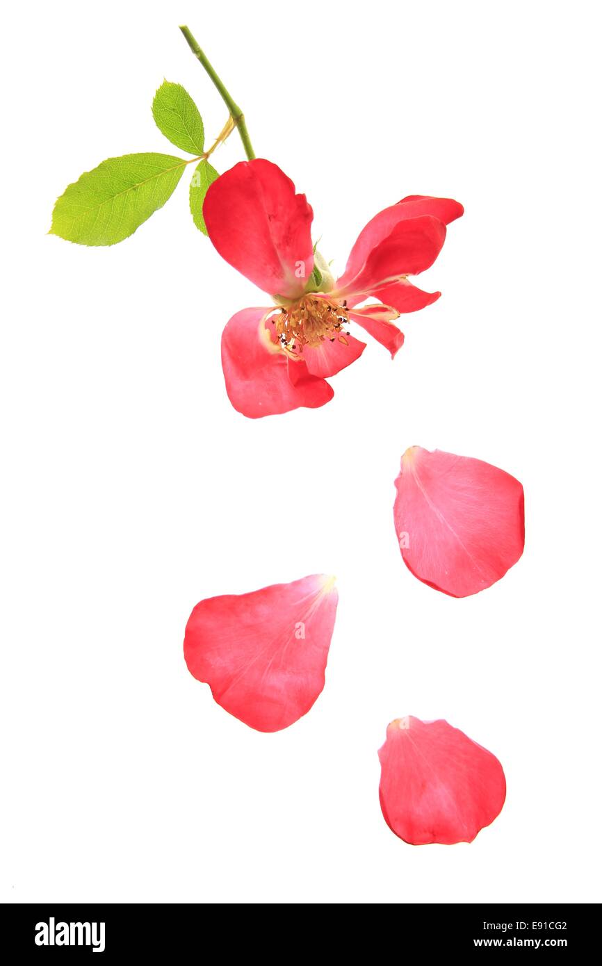 rote rose mit fallenden Blütenblätter Stockfoto