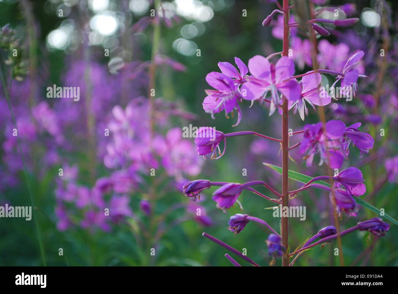 Rosebay Weide-Kraut Stockfoto