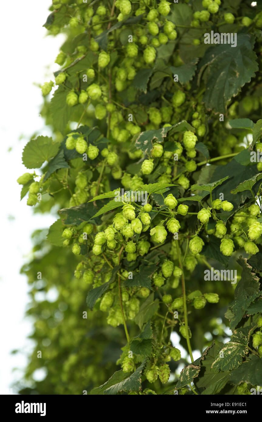 Viele der Hopfen Stockfoto