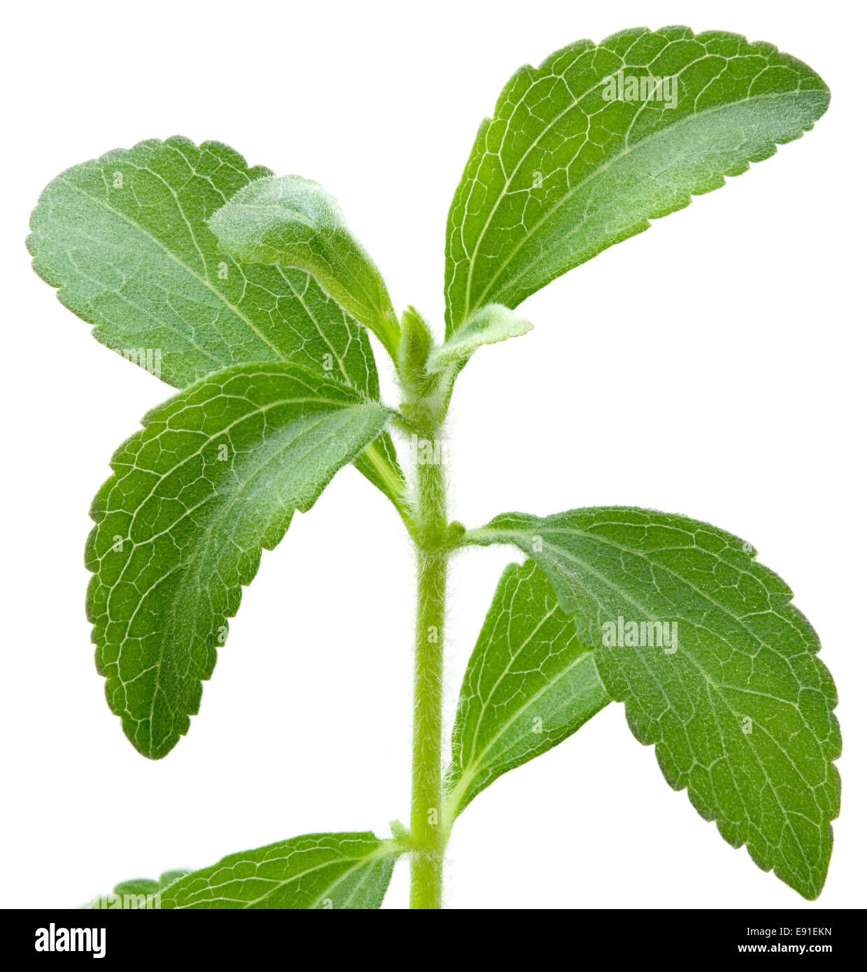 Stevia-Pflanze Stockfoto
