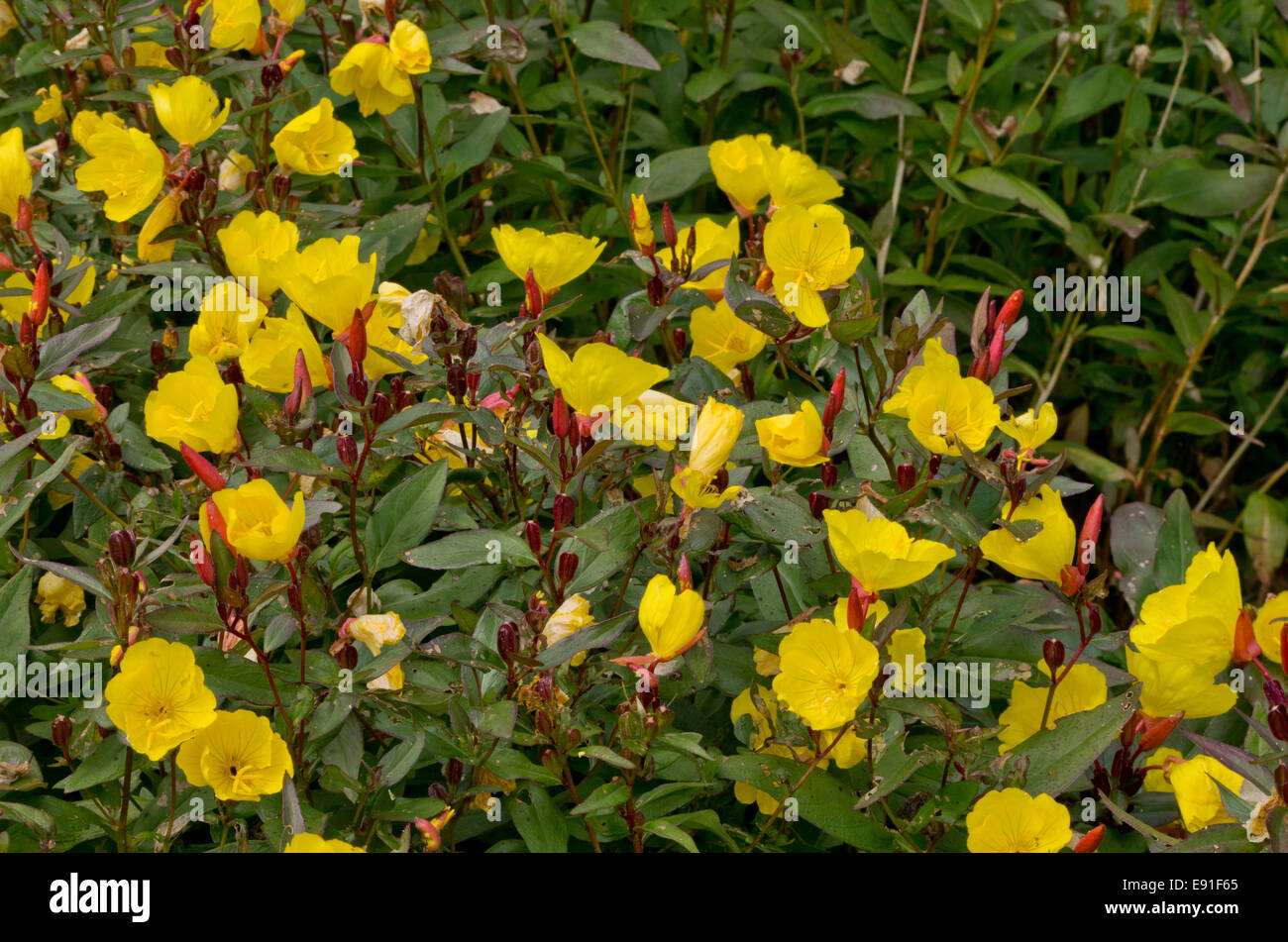 Oenothera Fructicosa Sommersonne Stockfoto