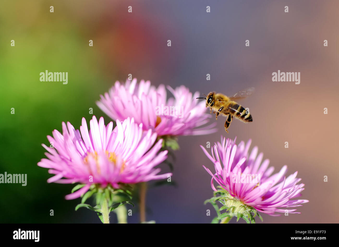 Fliegenden Honigbiene Stockfoto