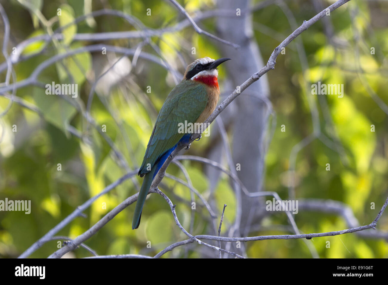 White-fronted Bee Eater Stockfoto