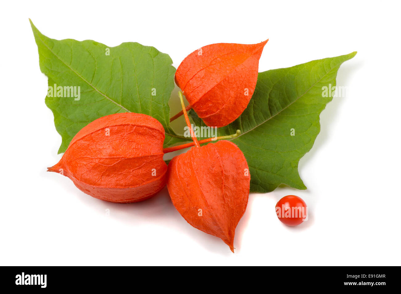 Physalis Stockfoto