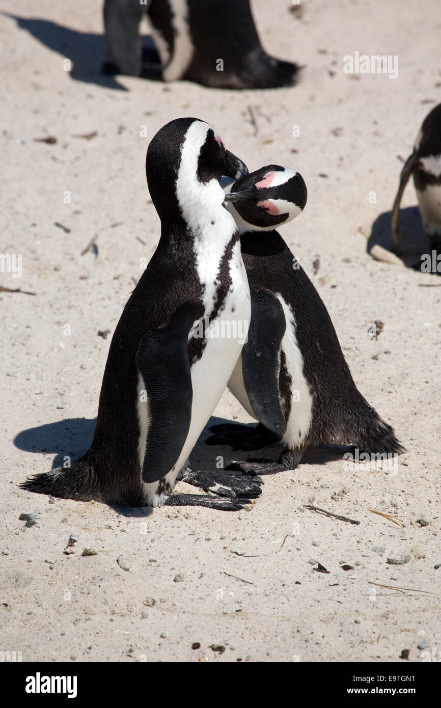 Afrikanische Pinguin Stockfoto