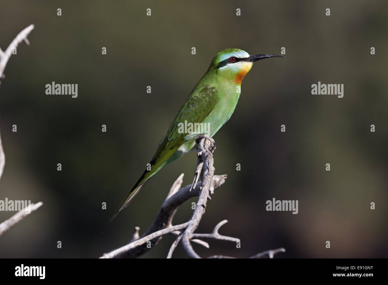 Bluecheeked Bienenfresser Stockfoto