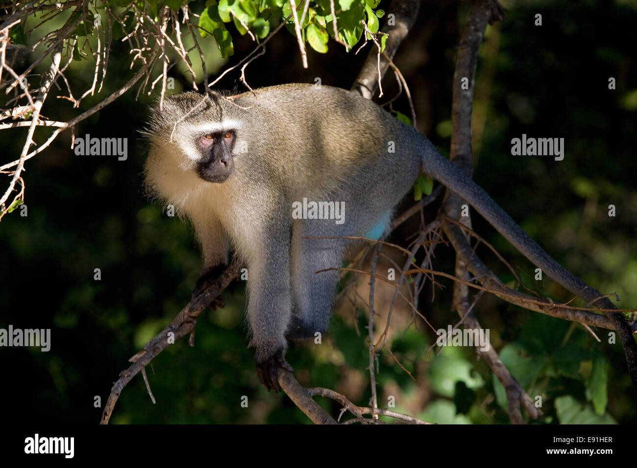 Grüne aethiops Stockfoto