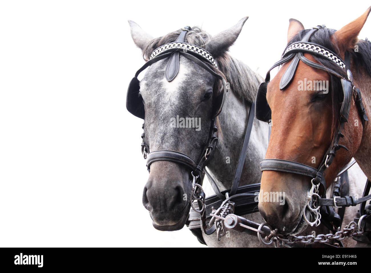 Pferde, grau & braun Stockfoto