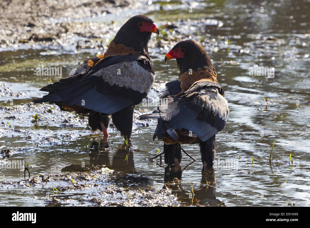 Bateleur Stockfoto
