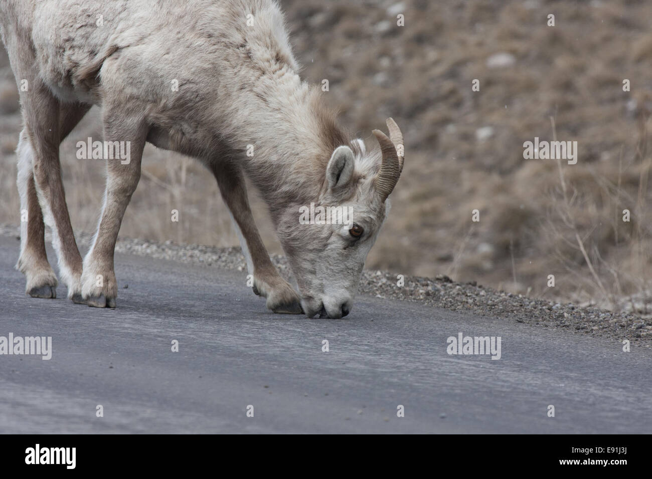 Bighorn Schafe lecken Mineralien Stockfoto
