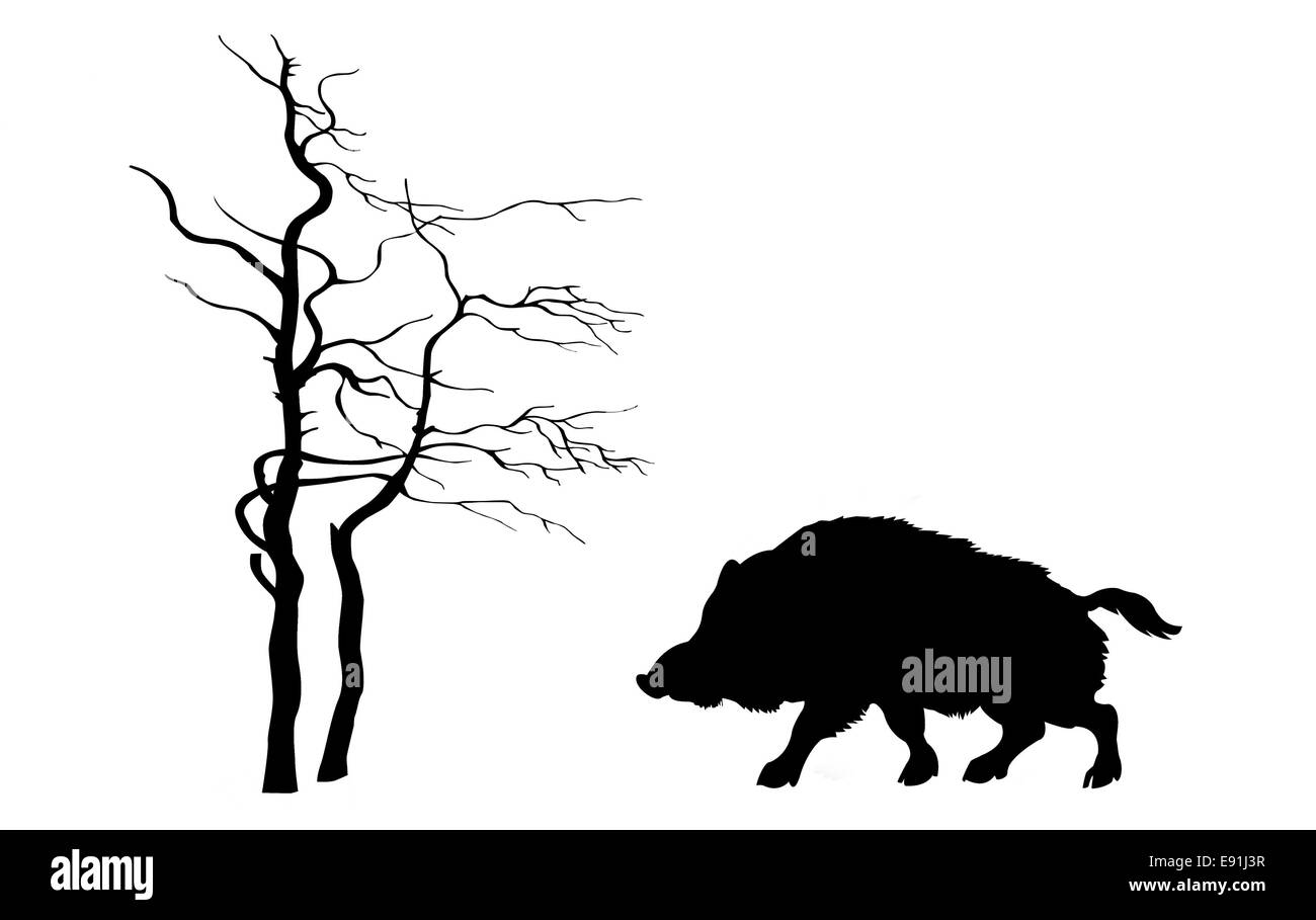 Silhouette Wildschwein auf weißem Hintergrund Stockfoto