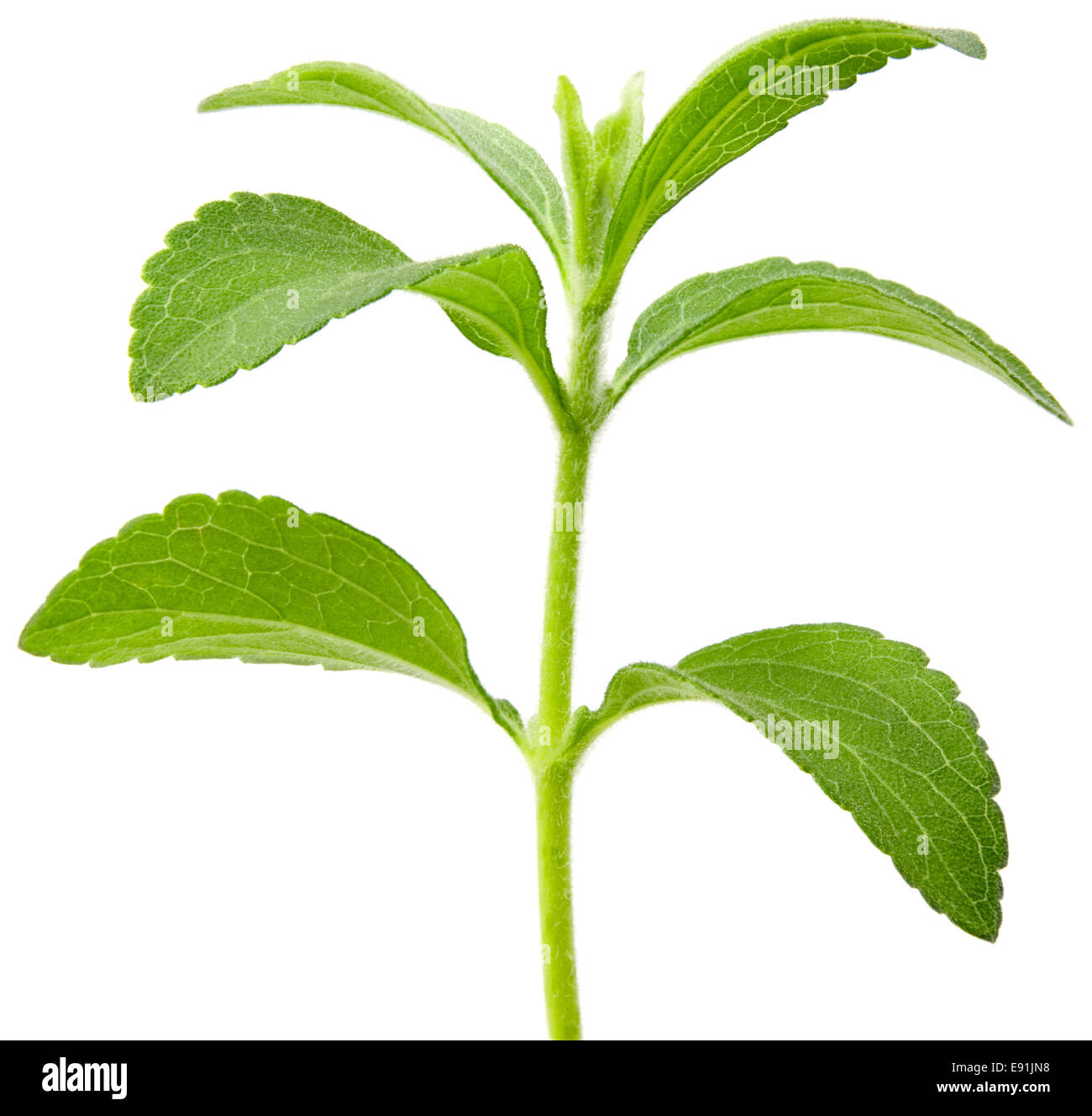 Stevia-Pflanze-Ausschnitt Stockfoto