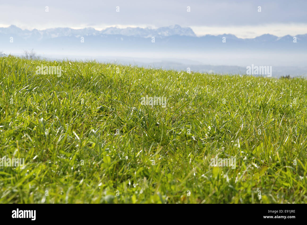Grüne Weide in den Alpen Stockfoto