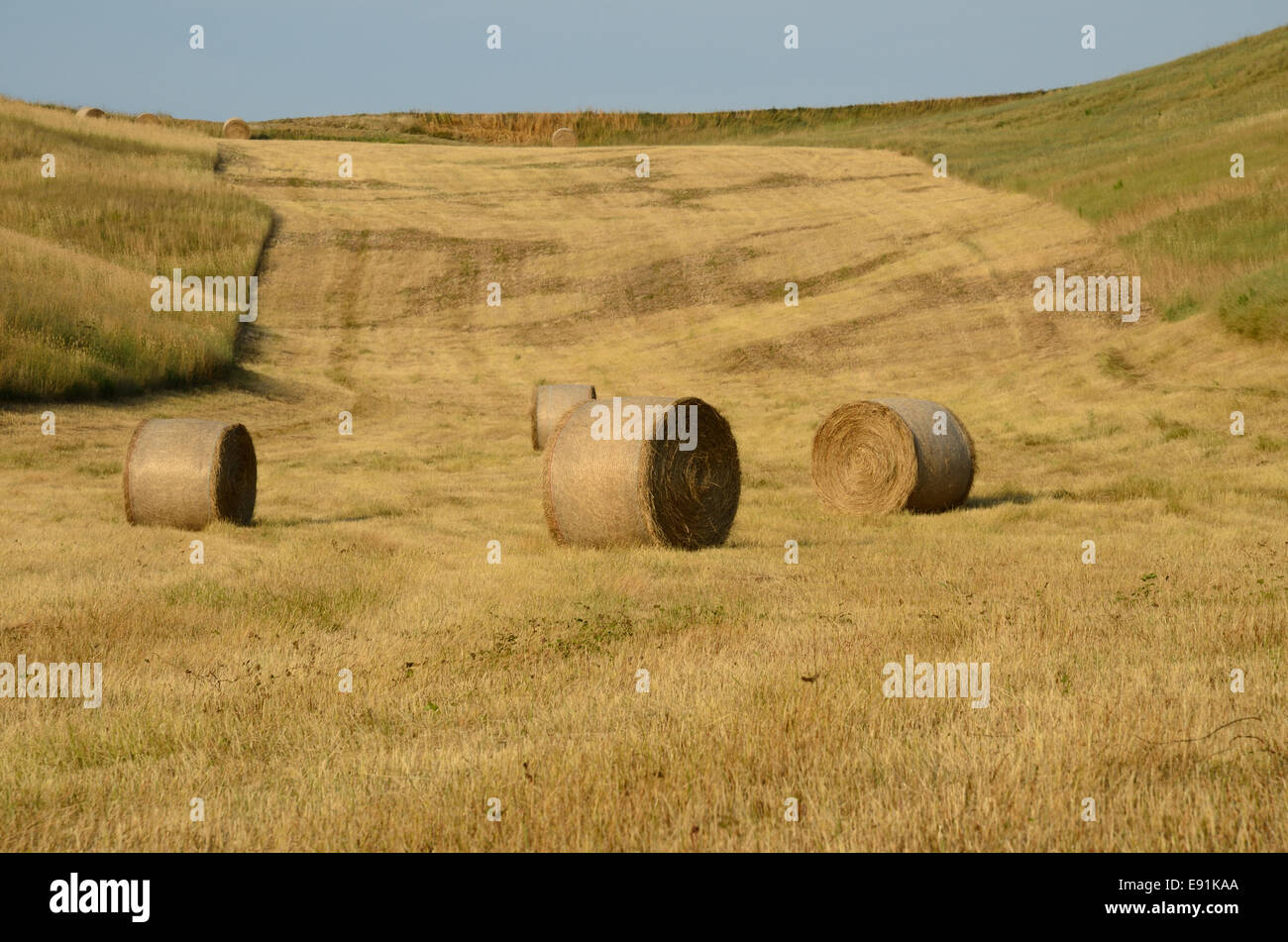 Rundballen auf Wiese Stockfoto