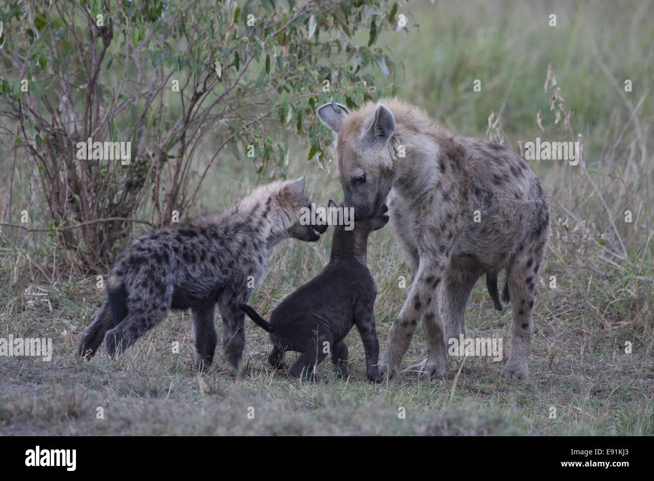 Gefleckte Hyänen zu spielen Stockfoto