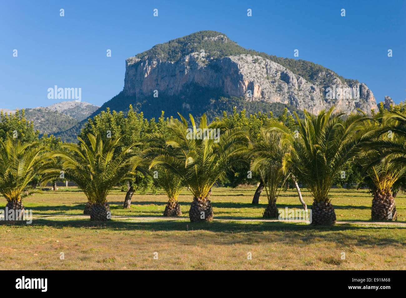 Alaró, Mallorca, Balearen, Spanien. Allee der junge Palmen unter Puig de s'Alcadena. Stockfoto