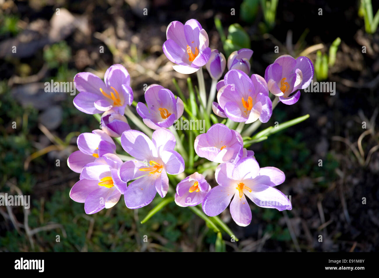 Dormansland, Surrey, England. Krokusblüten von frühen Frühlingssonne beleuchtet. Stockfoto