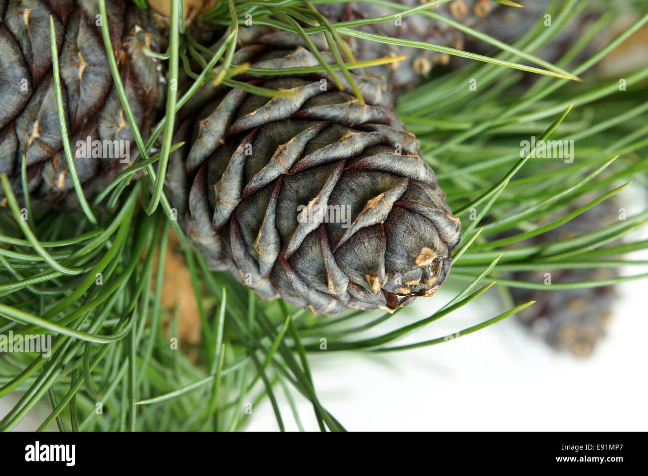 Sibirische Tannenzweig mit Zapfen Stockfoto