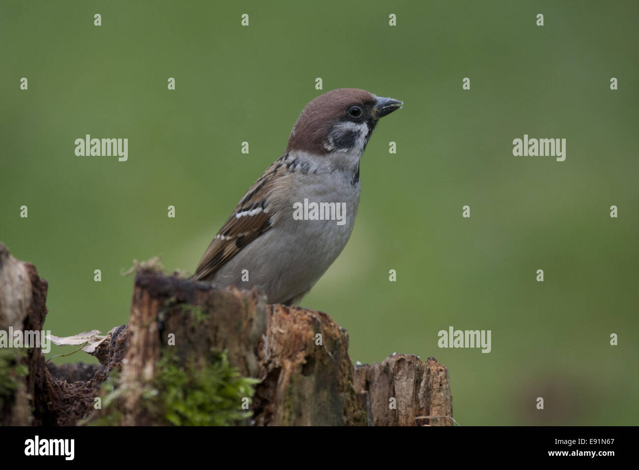 Baum-Spatz auf einem Baumstamm mit Moos Stockfoto