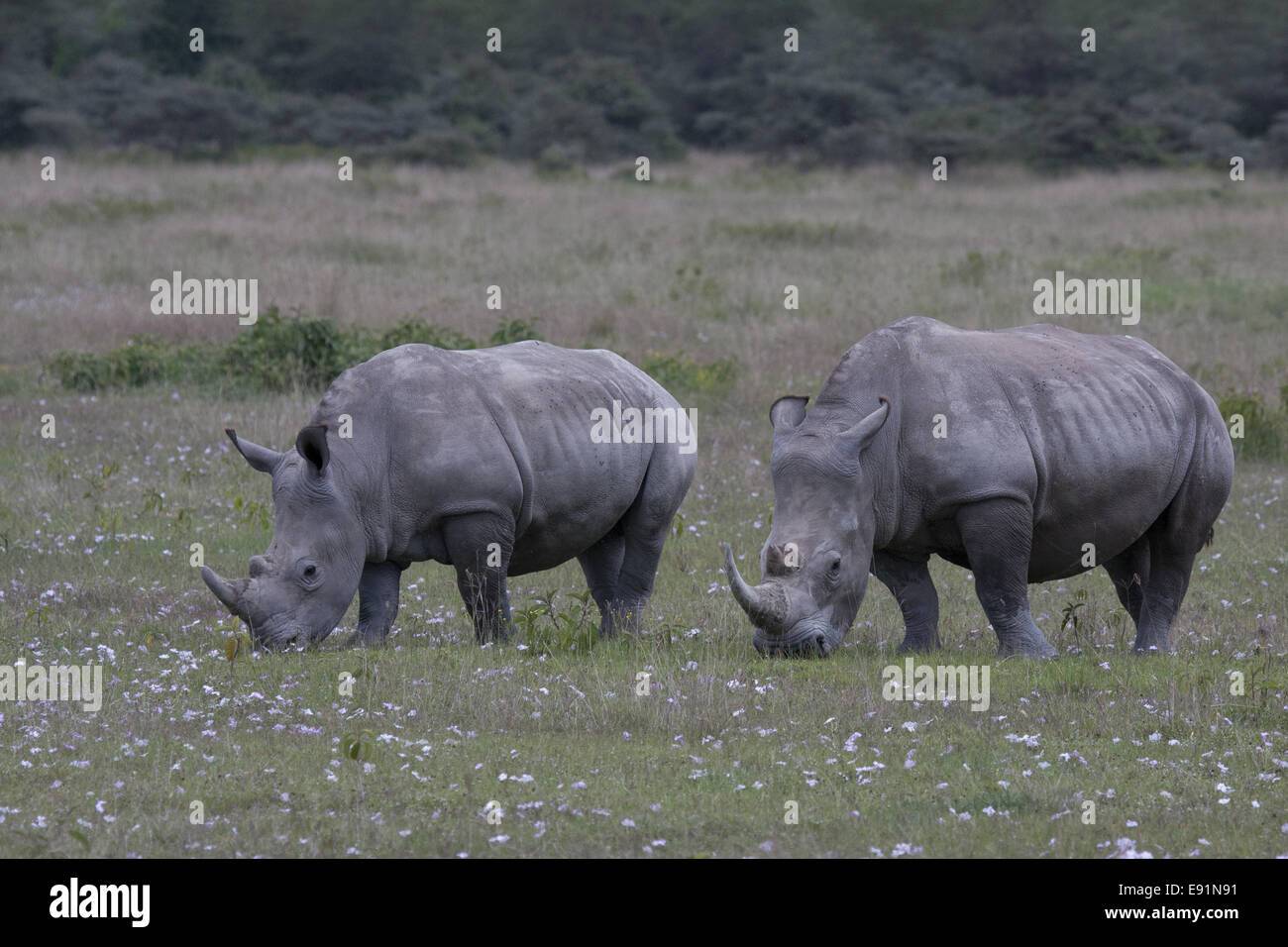 Weiße Rhinos Fütterung, Lake Nakuru Stockfoto