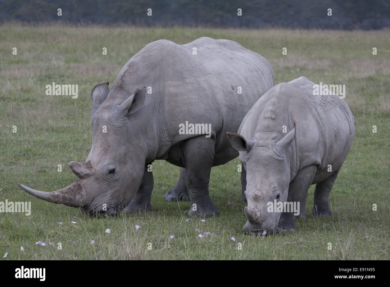 Weiße Rhinos Fütterung, Lake Nakuru Stockfoto