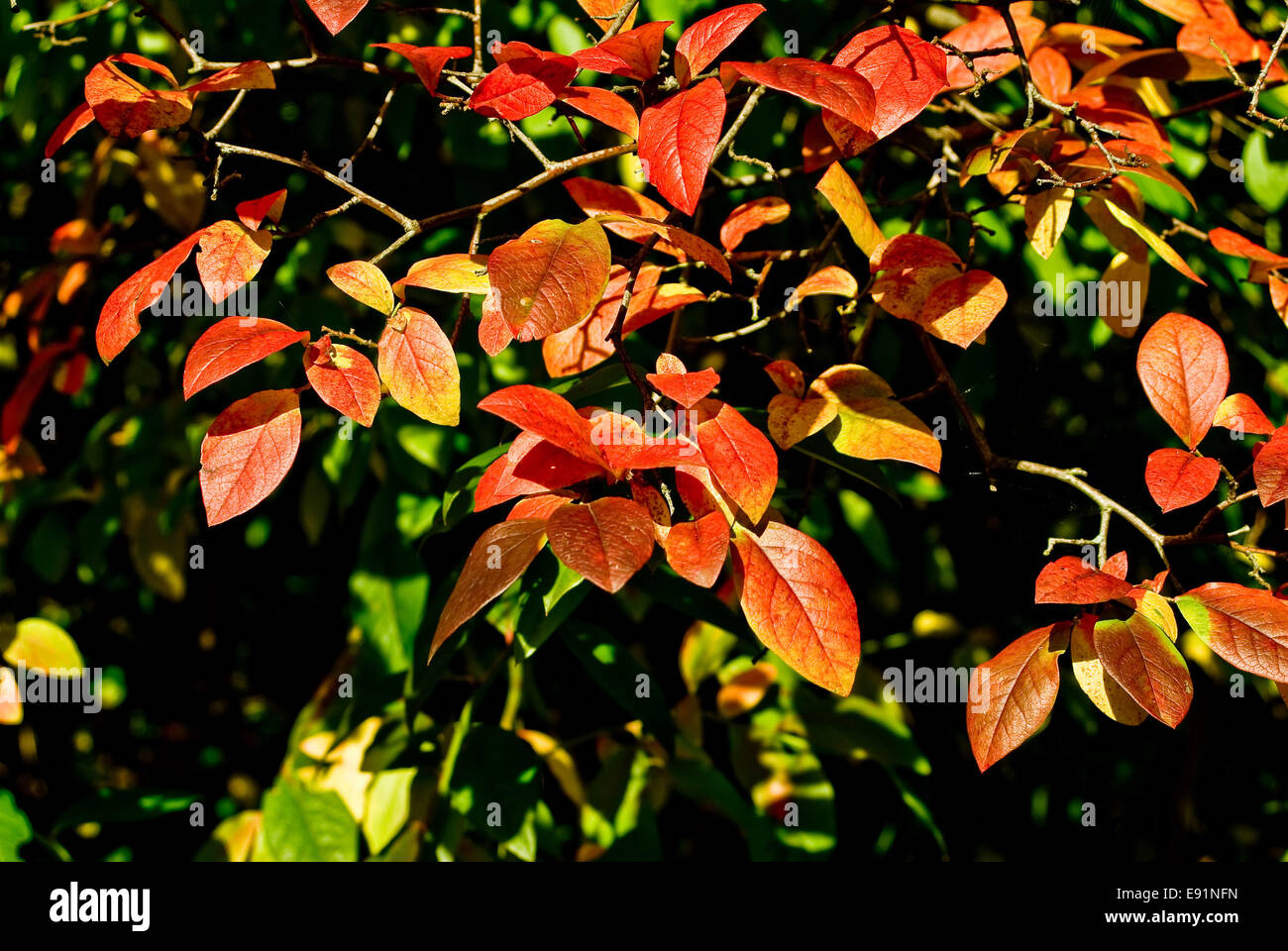 Herbst Stockfoto