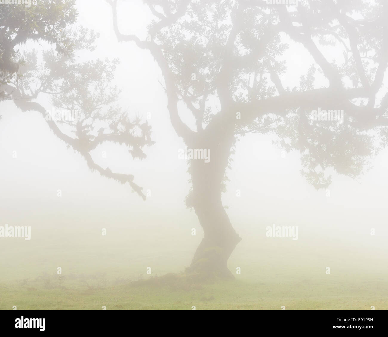 Überblick über einen grünen Lorbeerbaum in einem nebligen Feld Stockfoto