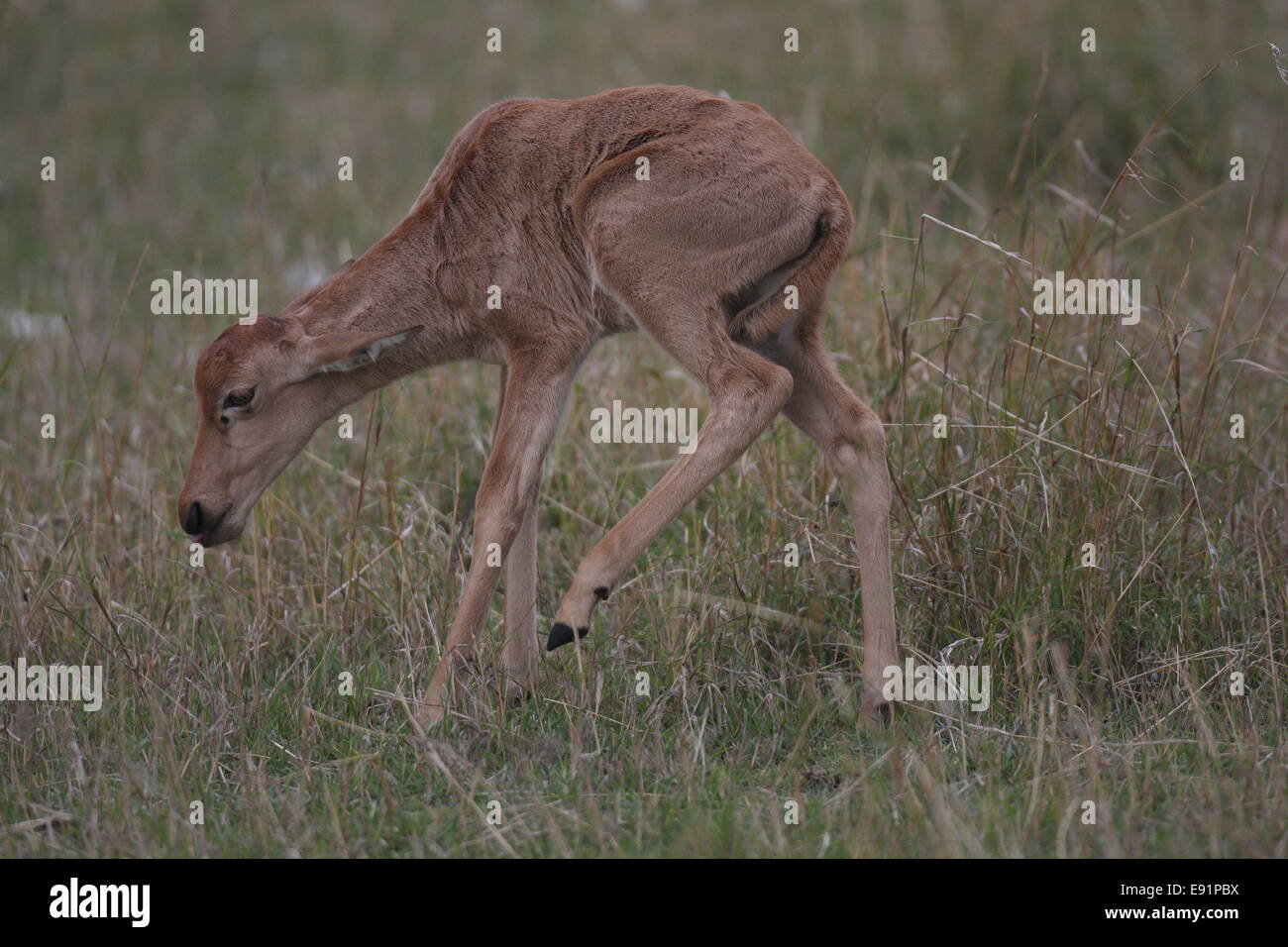 Topi Kalb Stockfoto